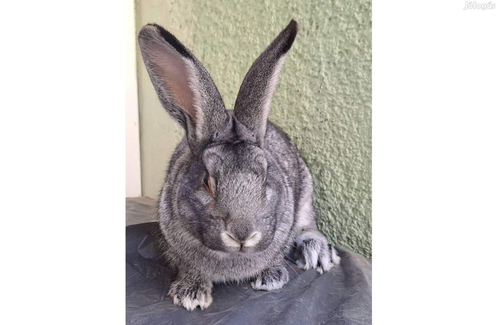 Májusi nagy csincsilla bak nyúl