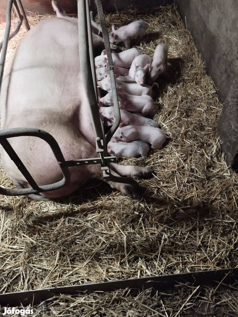 Malac,Malacok előjegyezhetőek