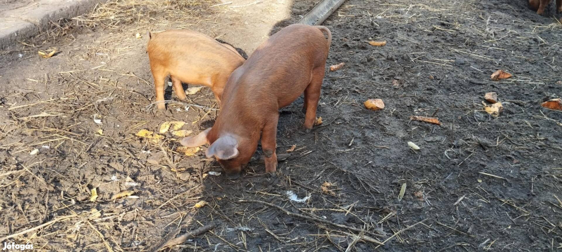 Malac Mangalica X Duroc  eladó!