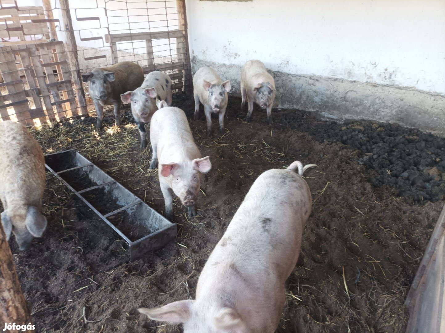 Malac, süldő, hízó eladó Tatárszentgyörgyön!