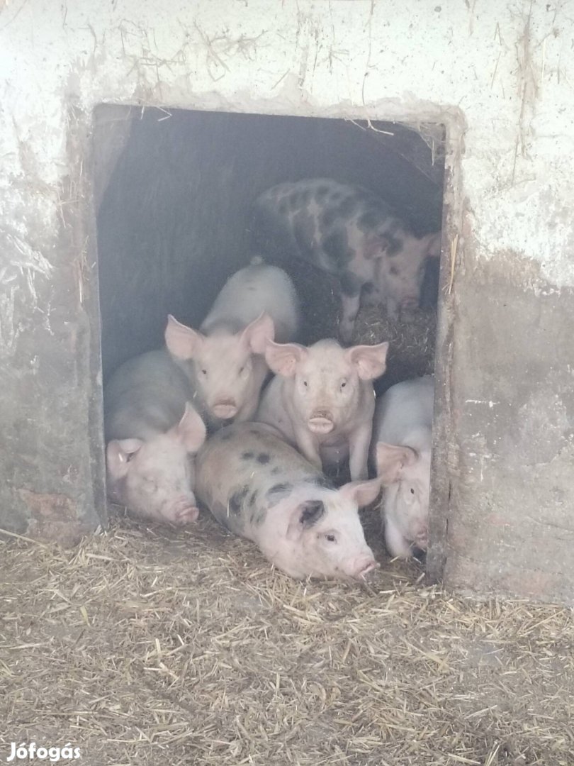 Malac eladó 10 hetesek