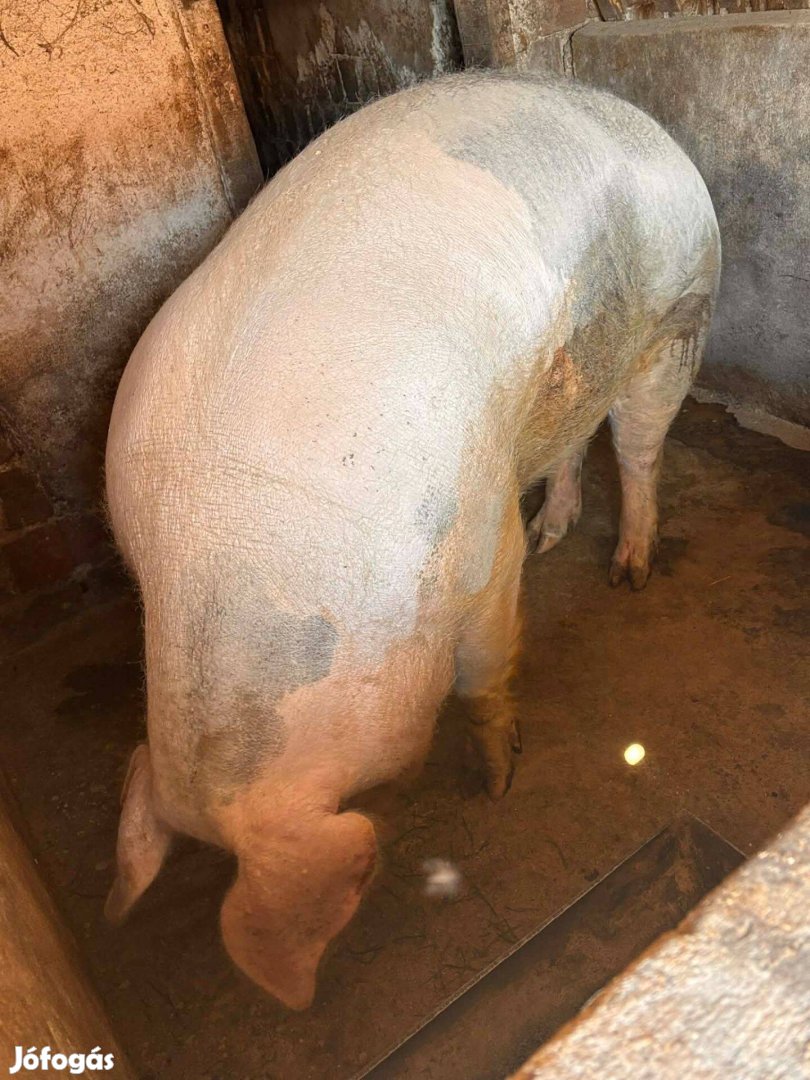 Malac eladó Mezőkeresztesen