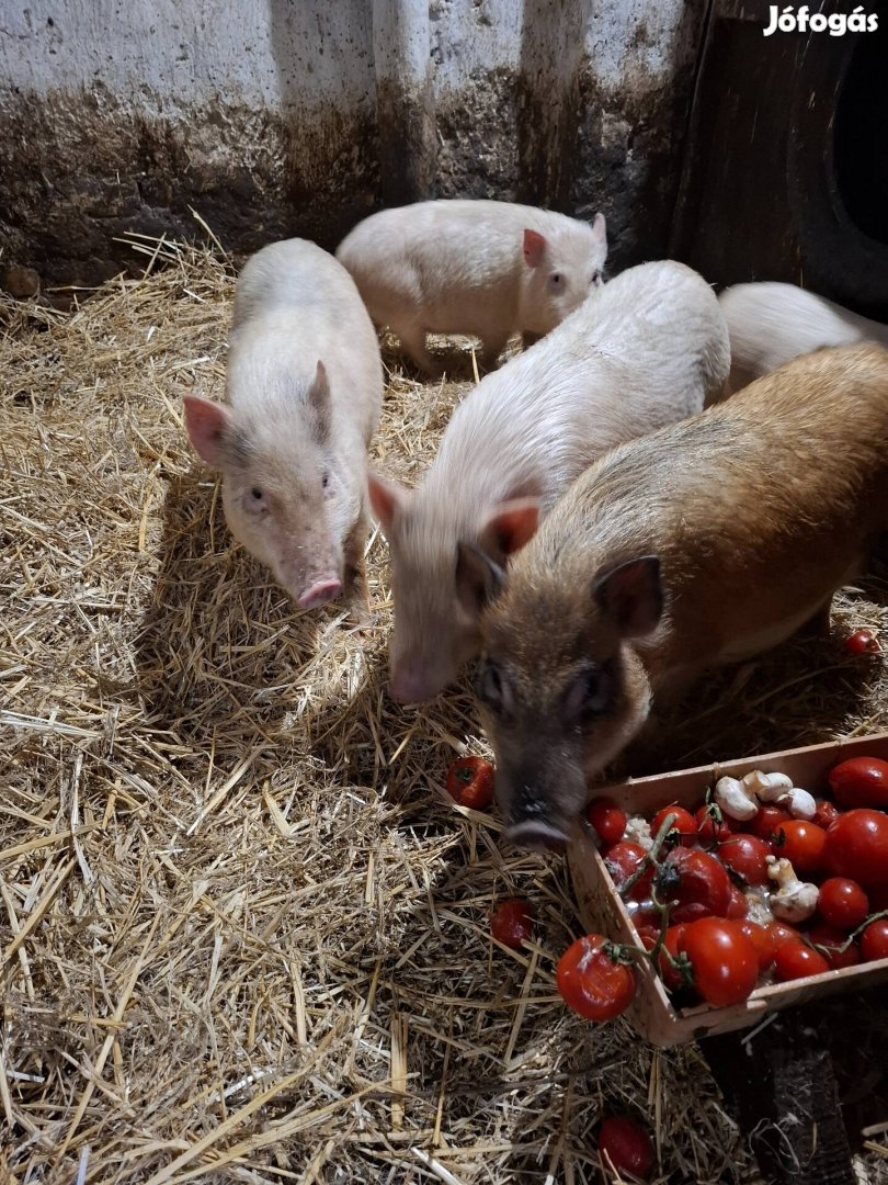 Malac eladó több méretben