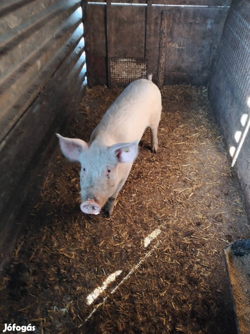 Malac süldő hizó 40-50kg körüli eladó. 