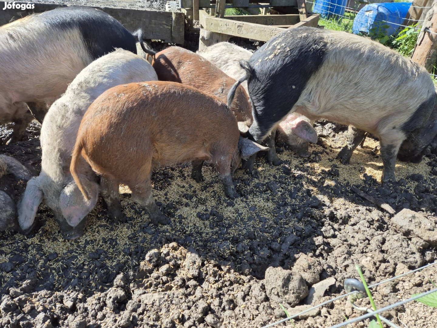 Malacok eladók! Mangalica/Lapály keverék