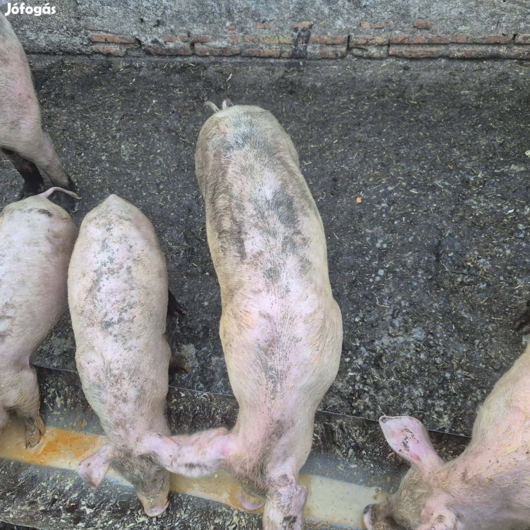 Malacok eladók. Több brigádból