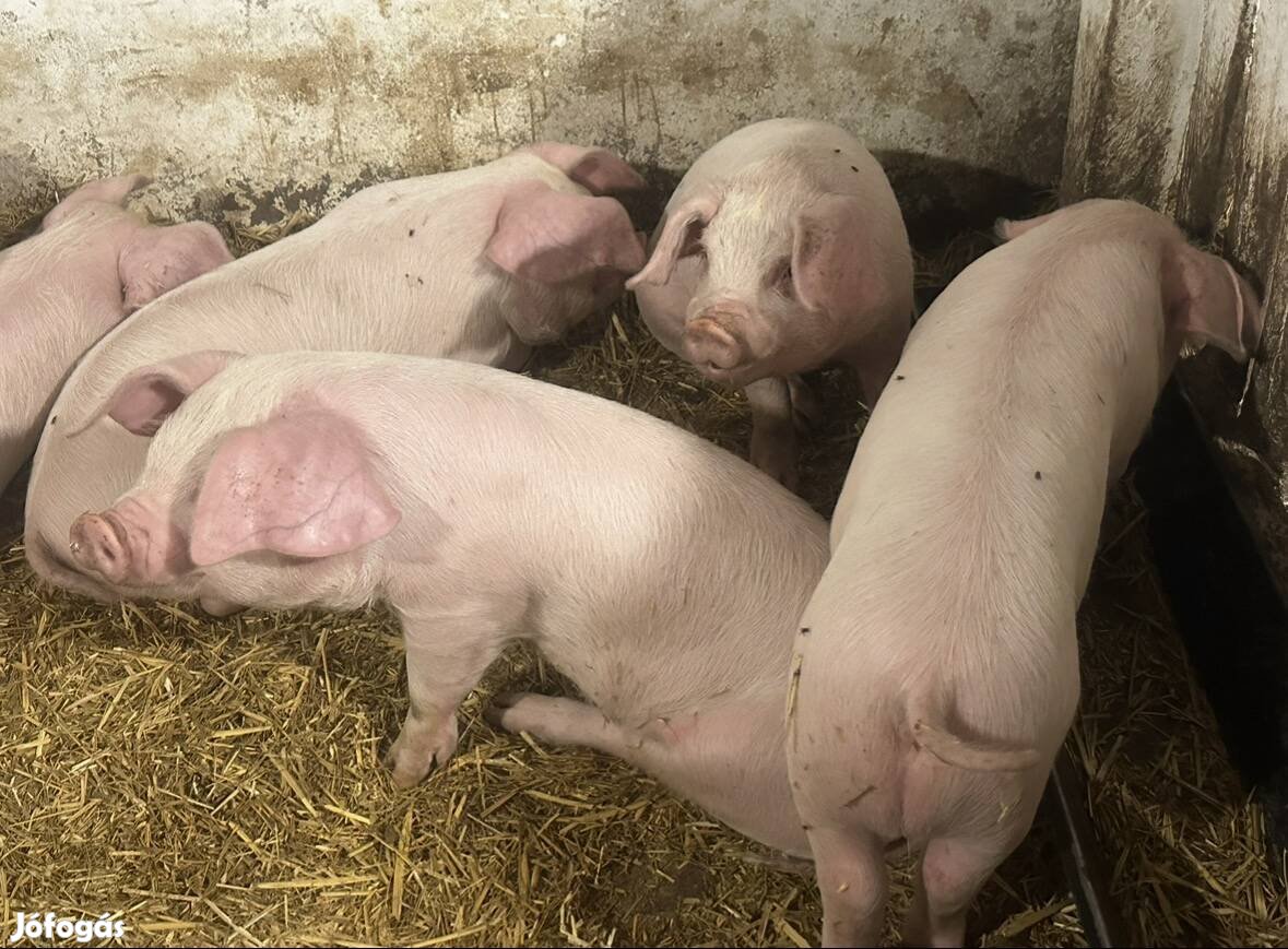 Malacok eladók tenyésztőtől