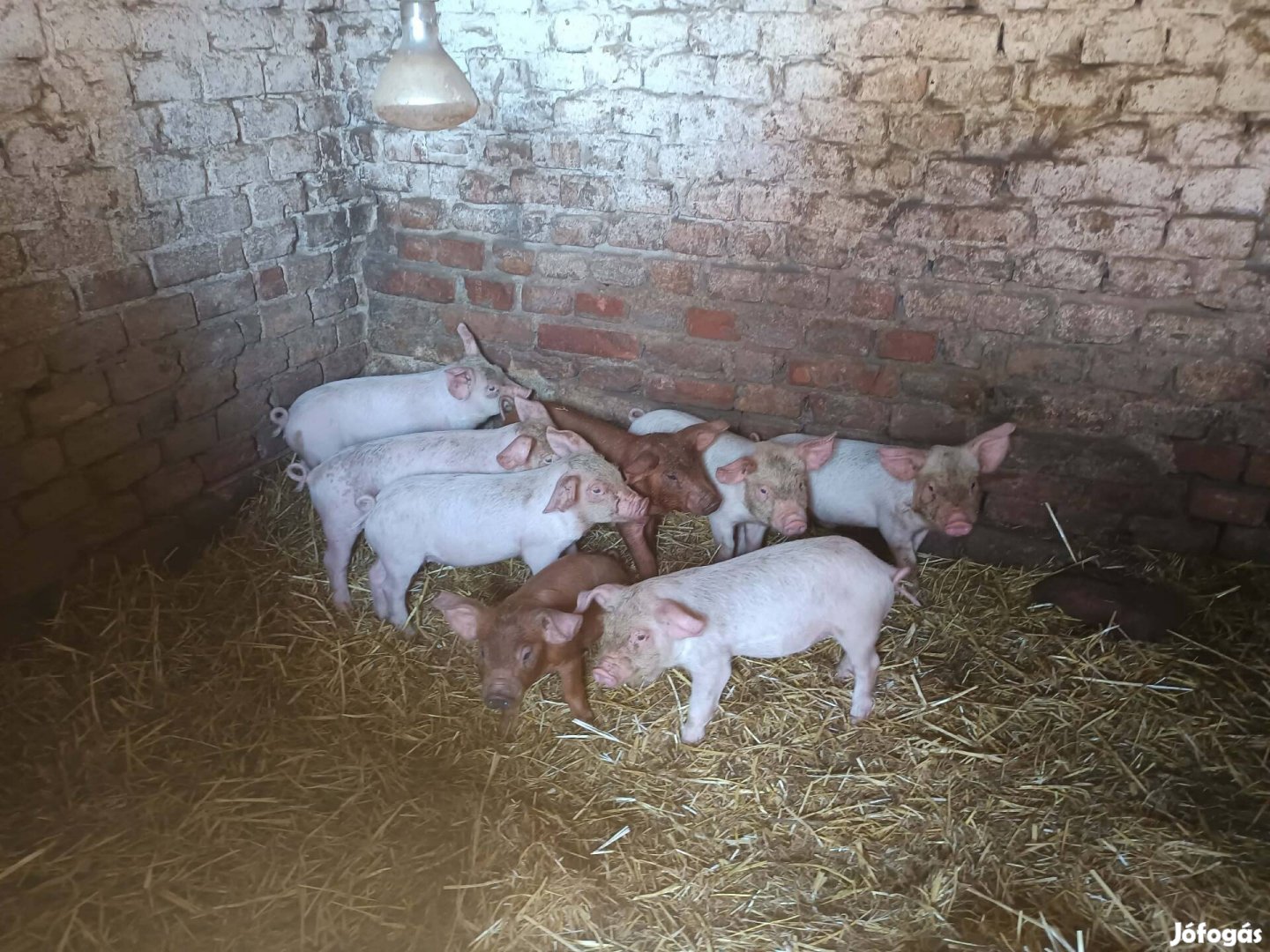 Malacok költöznének