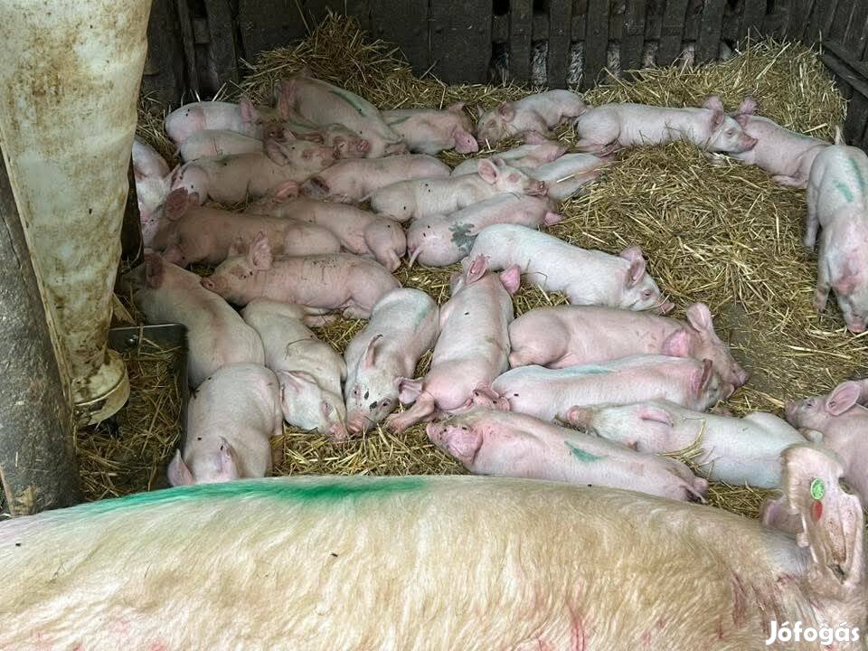 Malacok,süldök,hizók új gazdát keresnek!