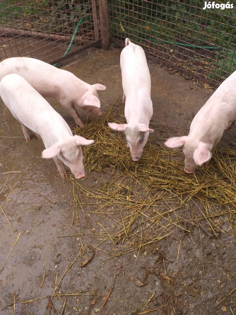 Malacok új karámot keresnek tovább hizás céljából!