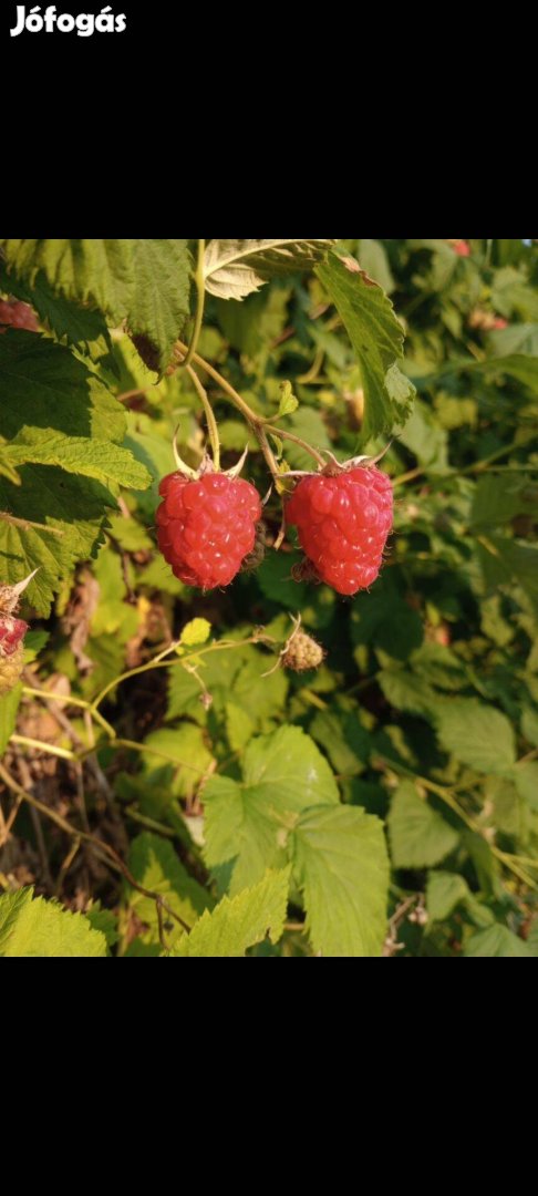 Málna termő vessző szabadgyökeresen