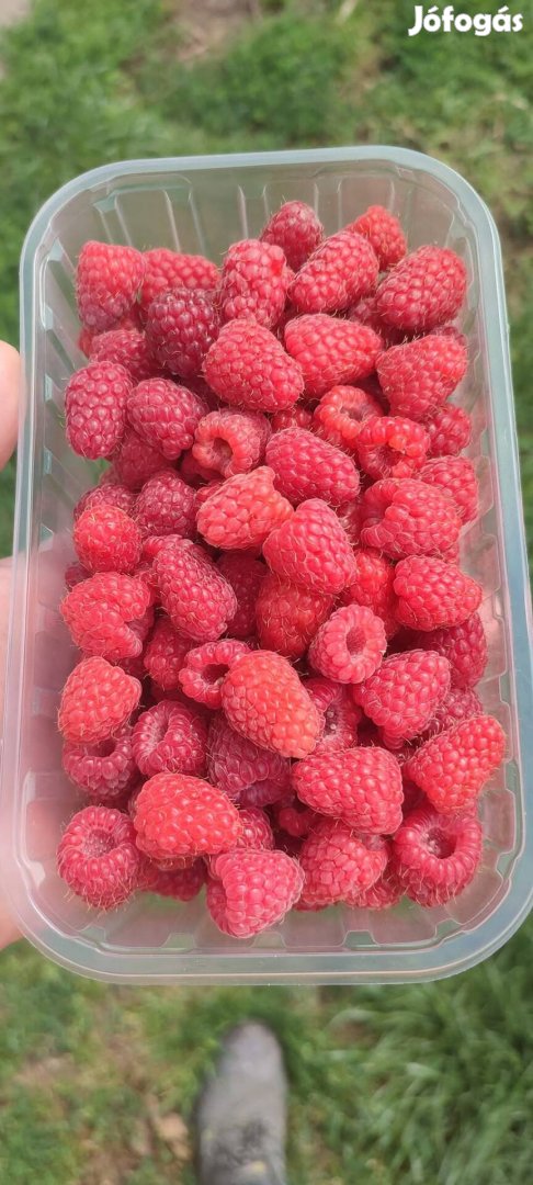 Málna tő . Polka málna