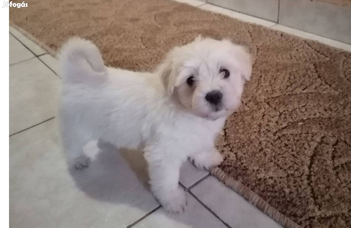 Máltai selyem kisfiú