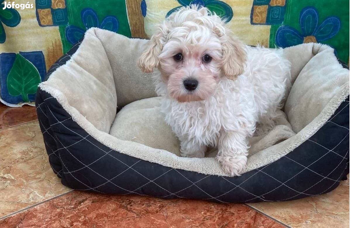 Maltipoo Fajtatiszta jellegű Kiskutyák