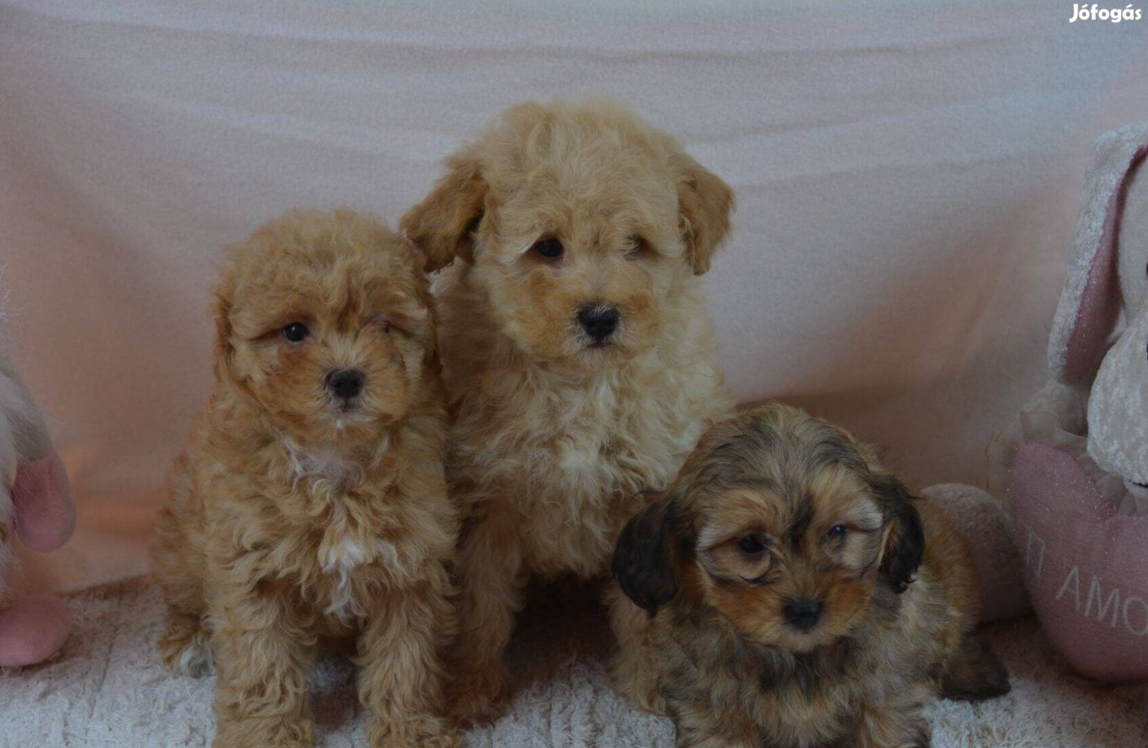 Maltipoo T.uszkárMáltai selyem