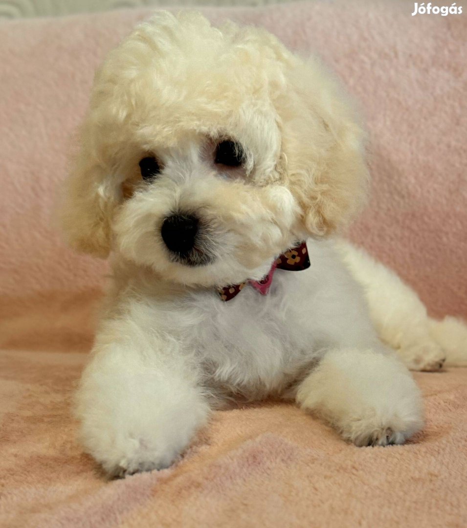 Maltipoo eladó