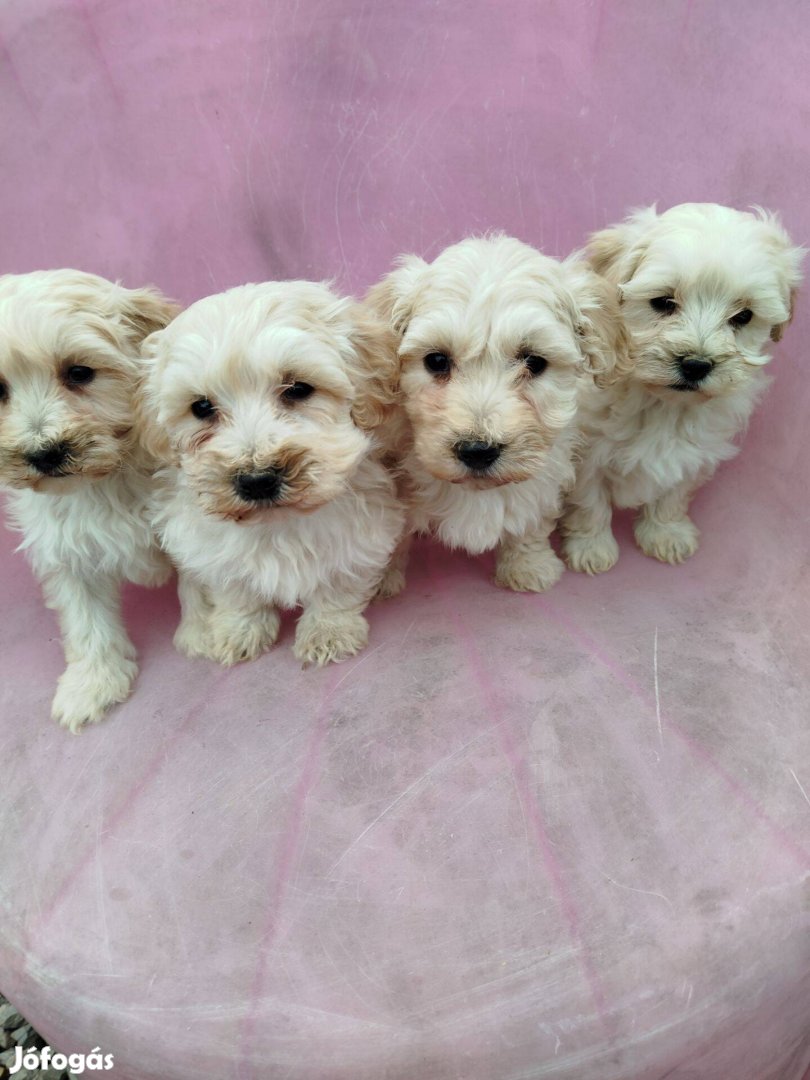 Maltipoo fajtajellegű kiskutyák , kölyökkutyák eladók !