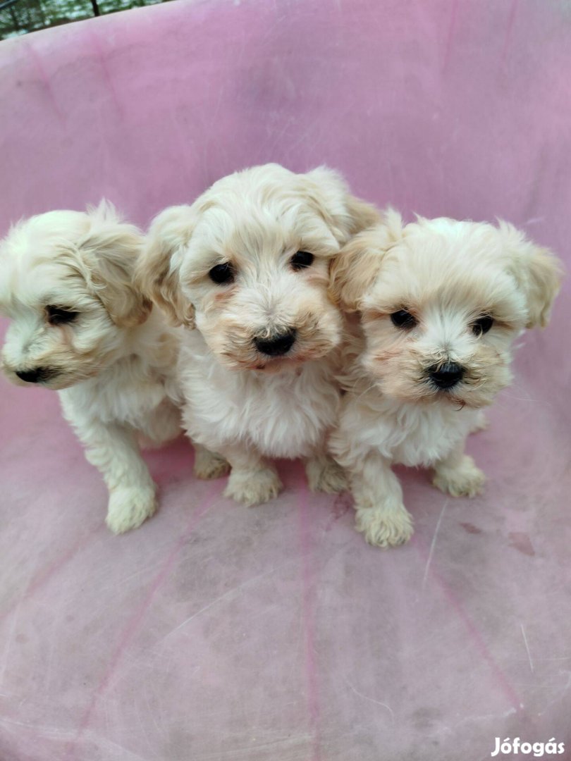 Maltipoo fajtajellegű kiskutyák, kölyökkutyák eladók !