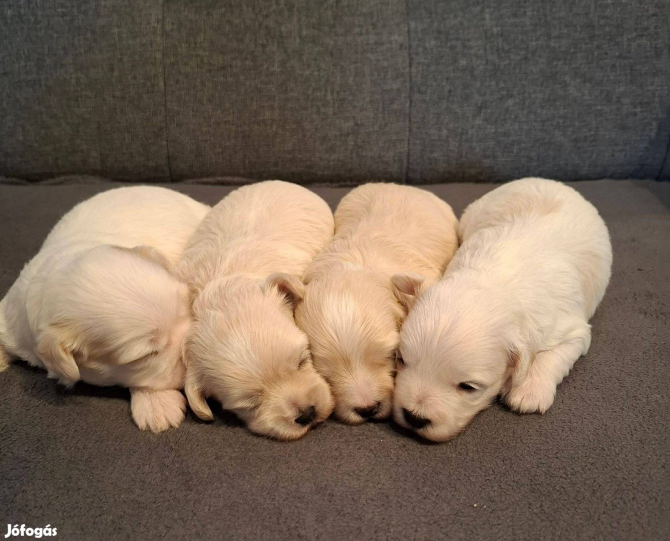 Maltipoo fajtatiszta jellegű kiskutyák foglalhatóak