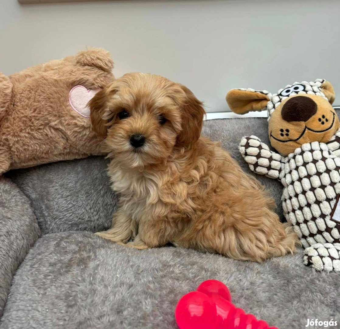 Maltipoo kislány kiskutya gazdiját várja Toy uszkár