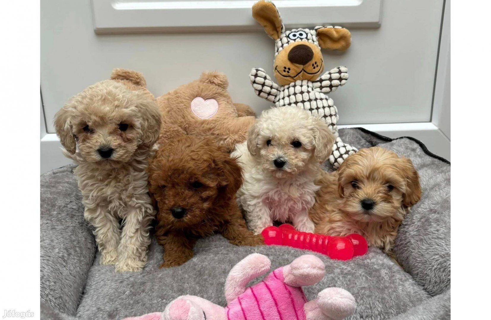 Maltipoo kislányok és kisfiú babócák gazdijaikat keresik