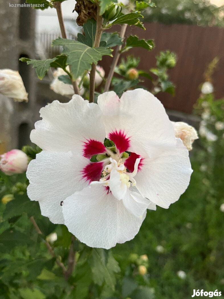 Mályvacserje - Hibiscus Syriacus