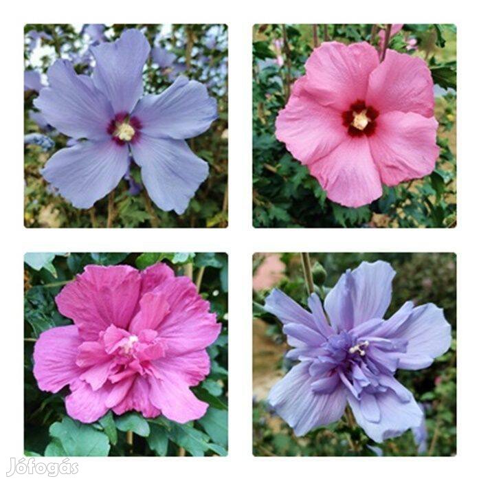 Mályvacserje - Hibiscus syriacus oltványok