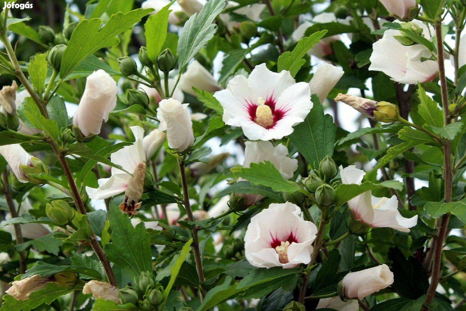 Mályvacserje, hibiszkusz