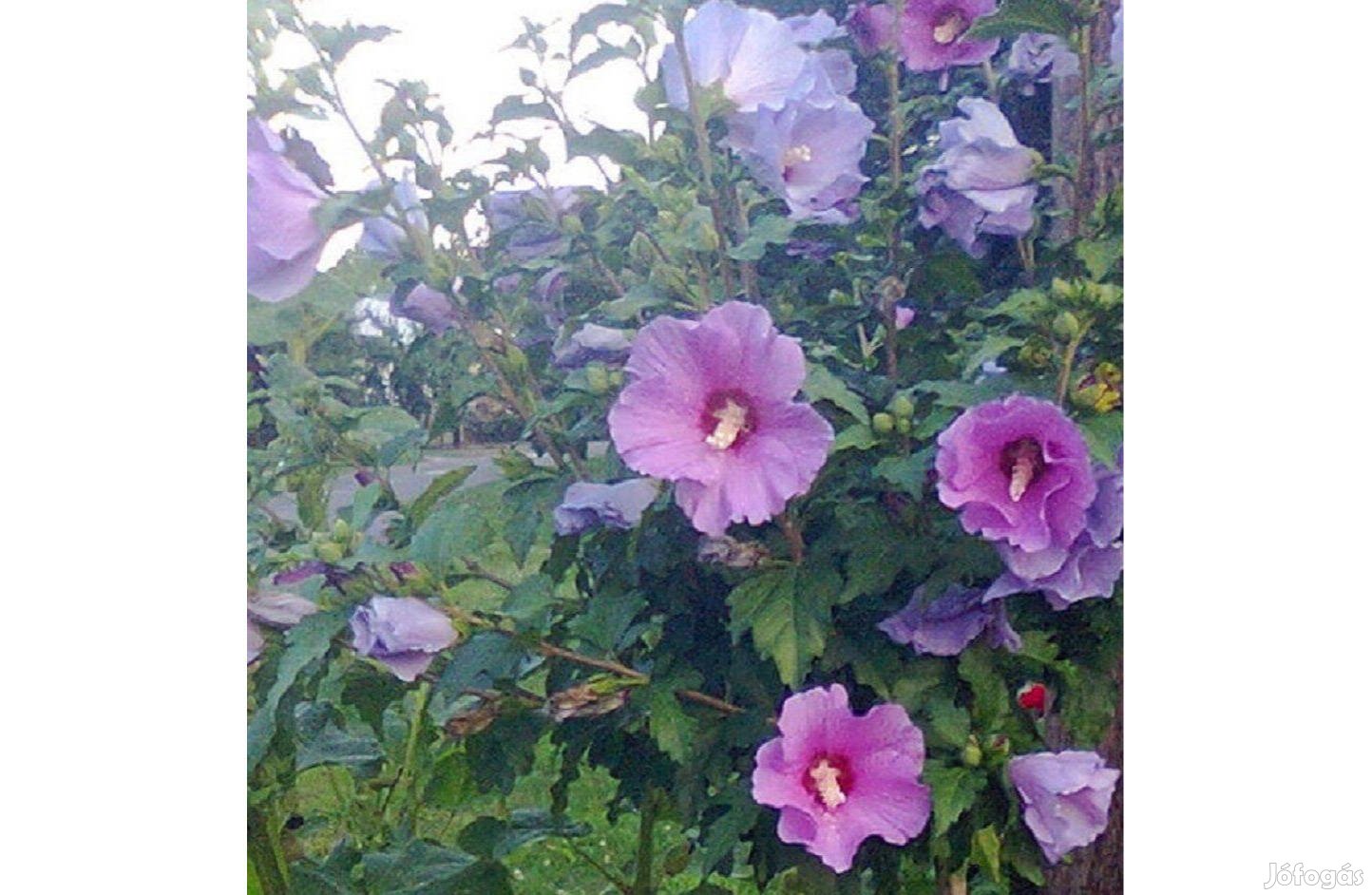 Mályvacserje tövek (Hibiscus syriacus), 100-120 cm