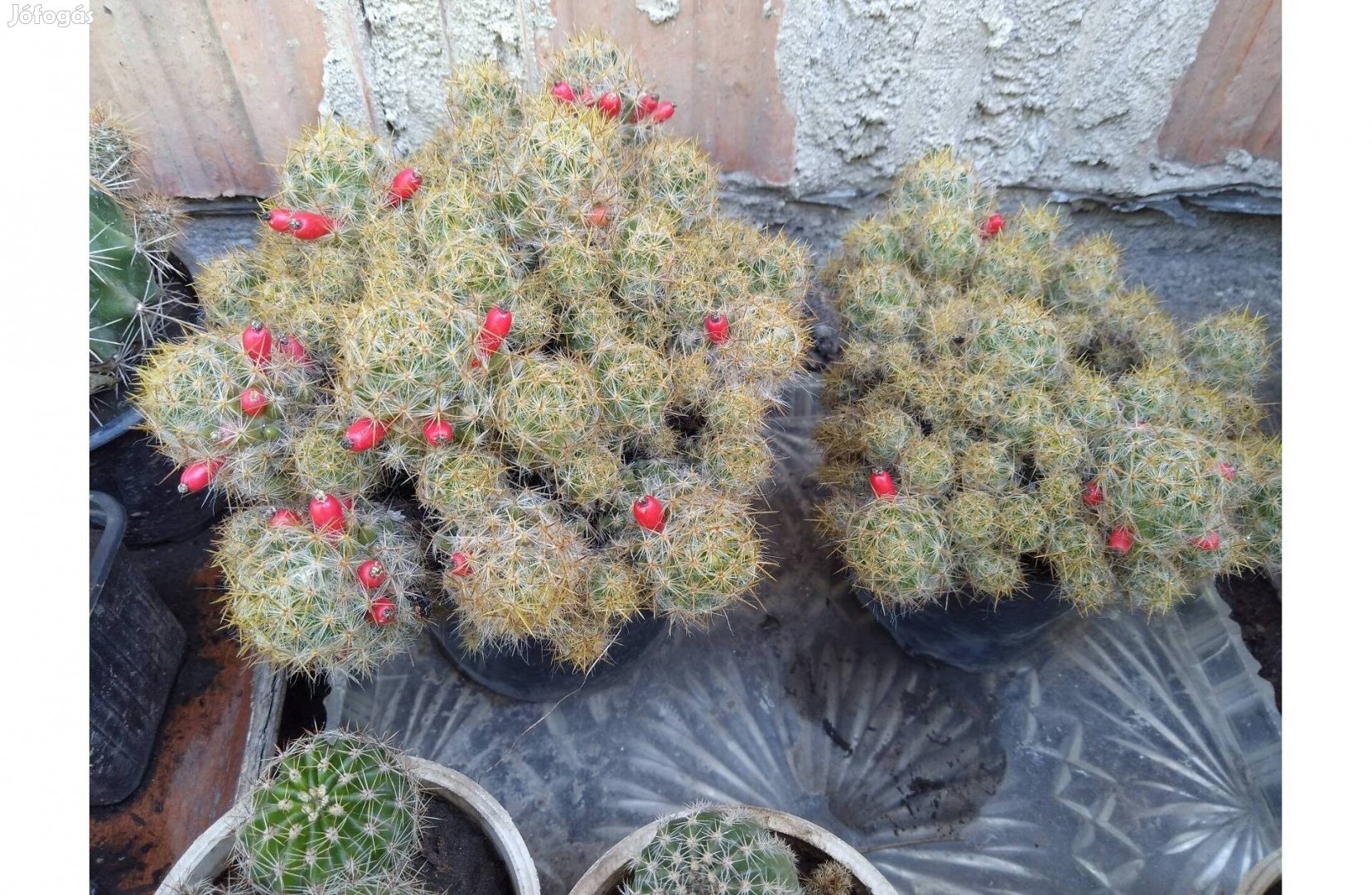 Mammilaria kaktuszok eladók