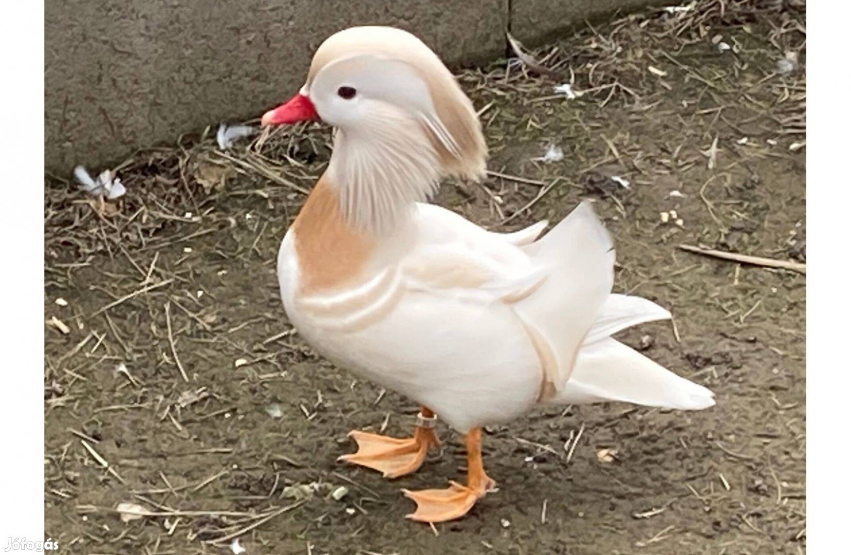 Mandarin réce eladó