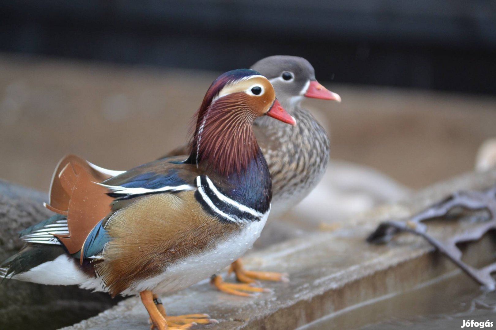 Mandarin réce pár