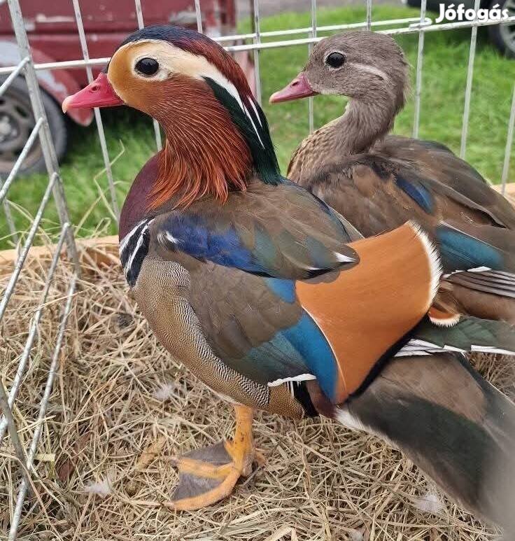 Mandarin réce párok