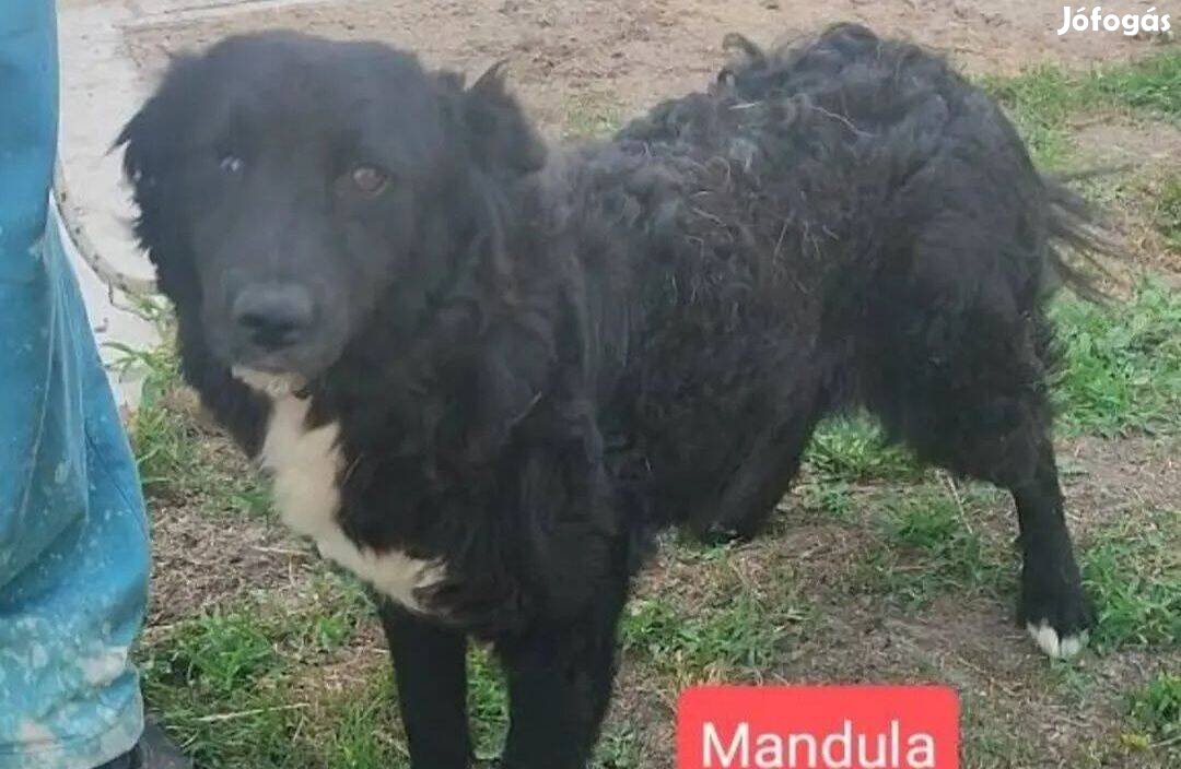 Mandula: 1 éves szuka örökbe fogadható