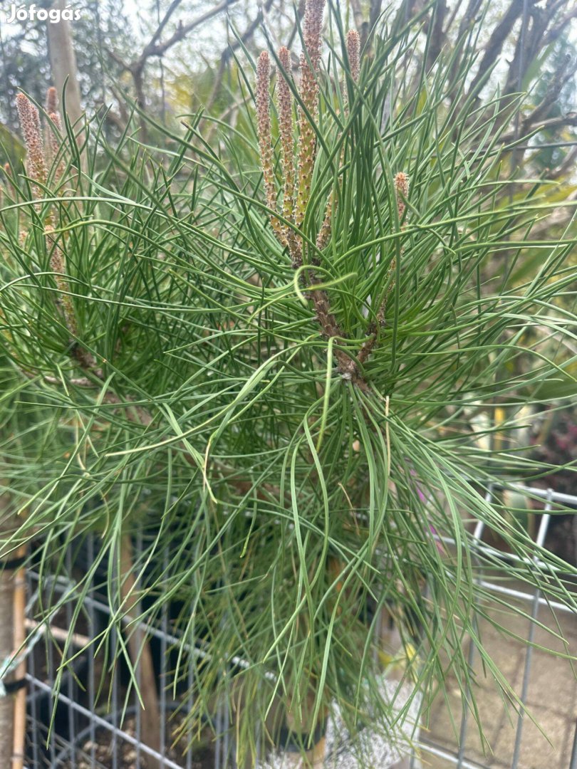 Mandulafenyő (Pinus Pinea)