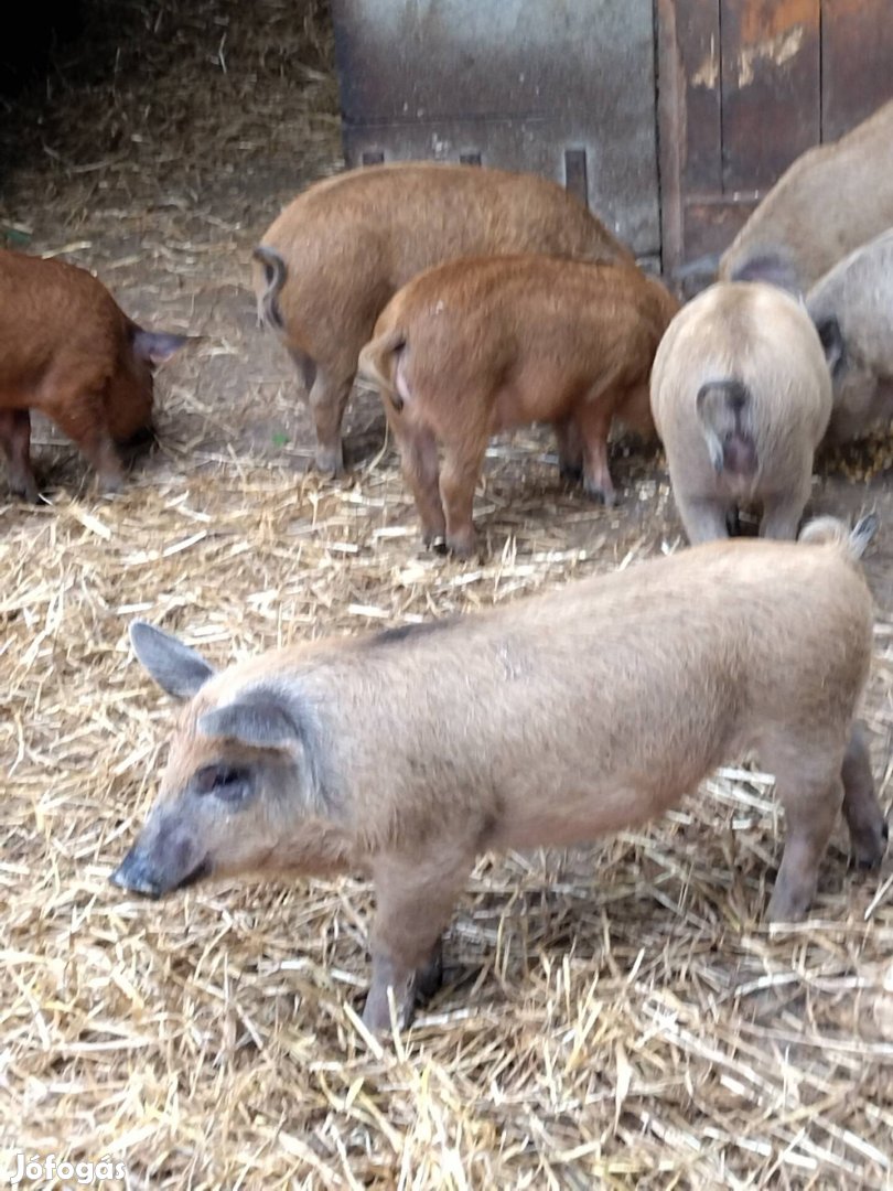 Mangalica 8 hetes malacok eladóak