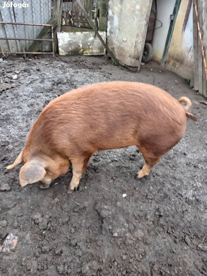 Mangalica Duroc keverék hízó eladó! 