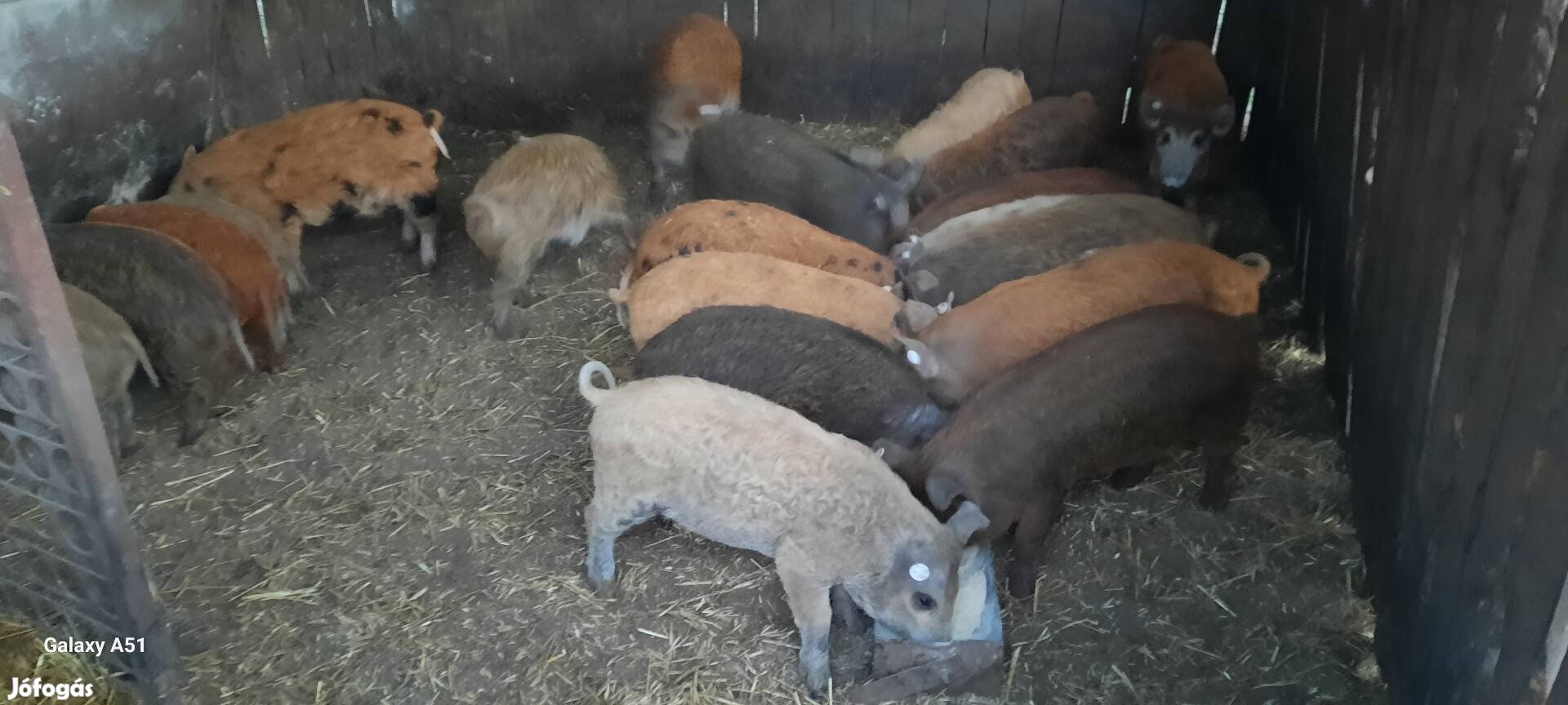 Mangalica Duroc malacok