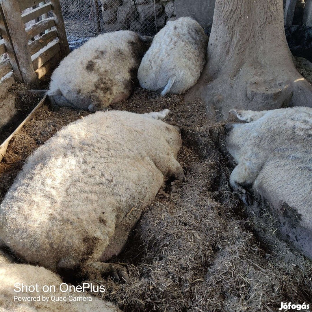 Mangalica Hízó eladó