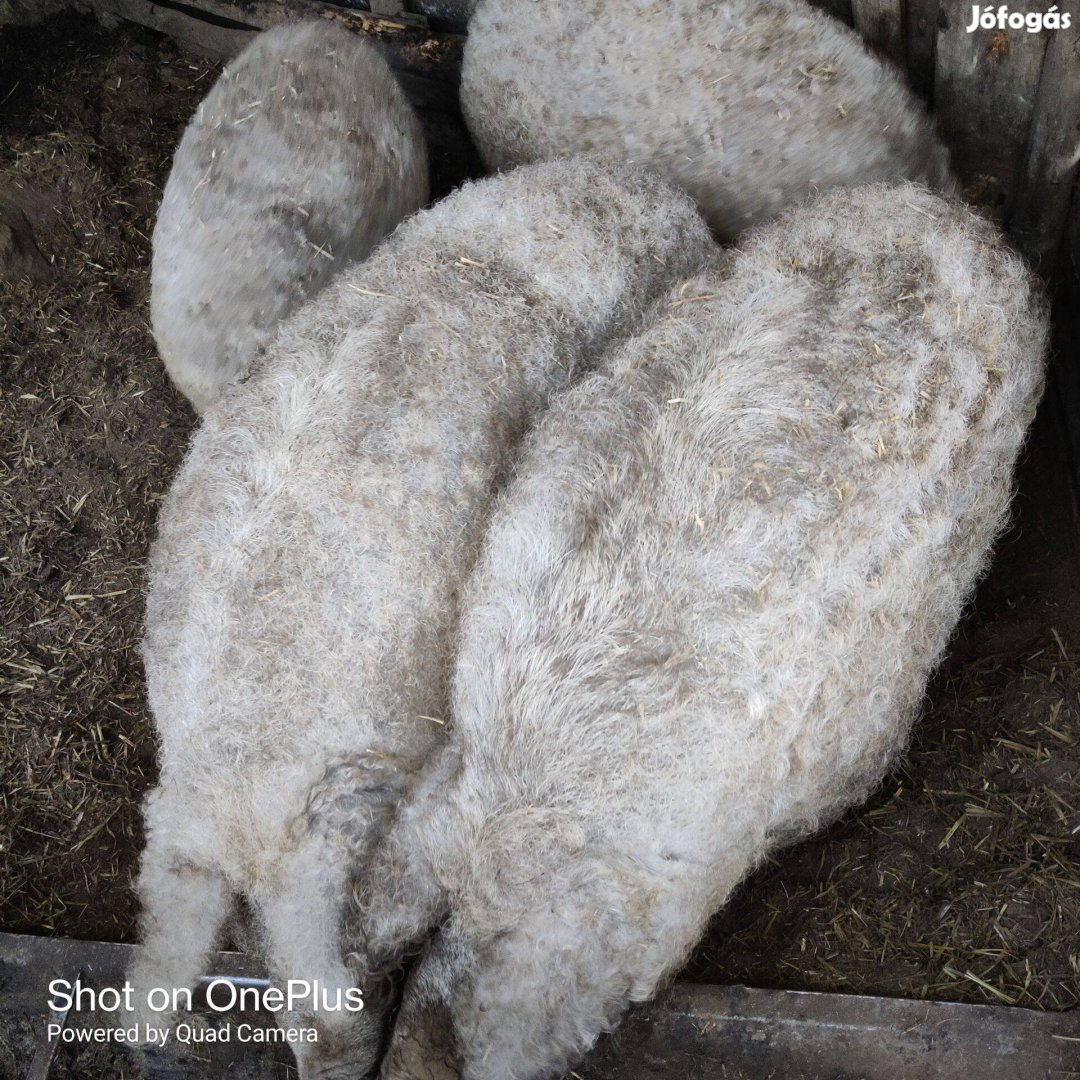 Mangalica Hízó eladó