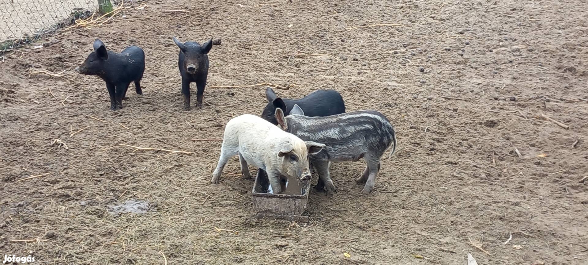 Mangalica Malac