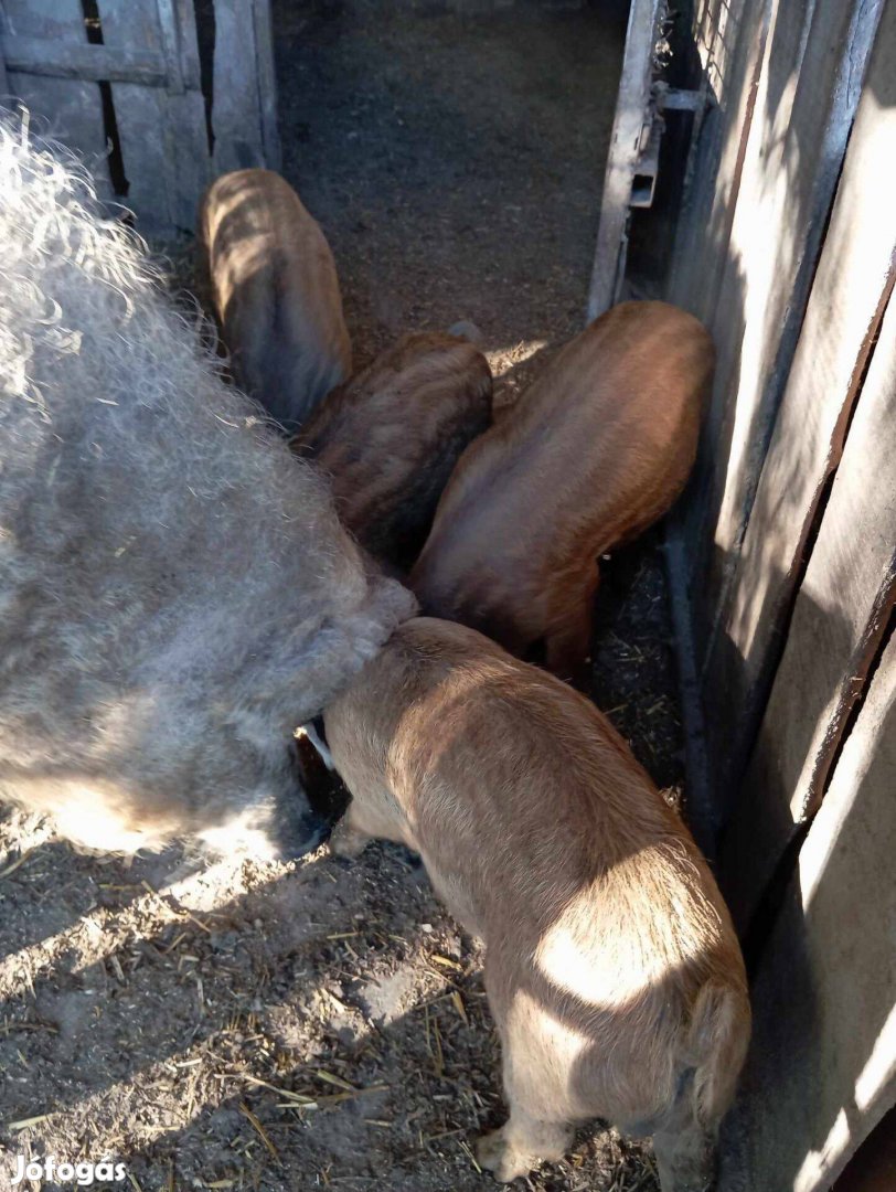 Mangalica×Pindur választási malacok eladók Dunaegyhazán