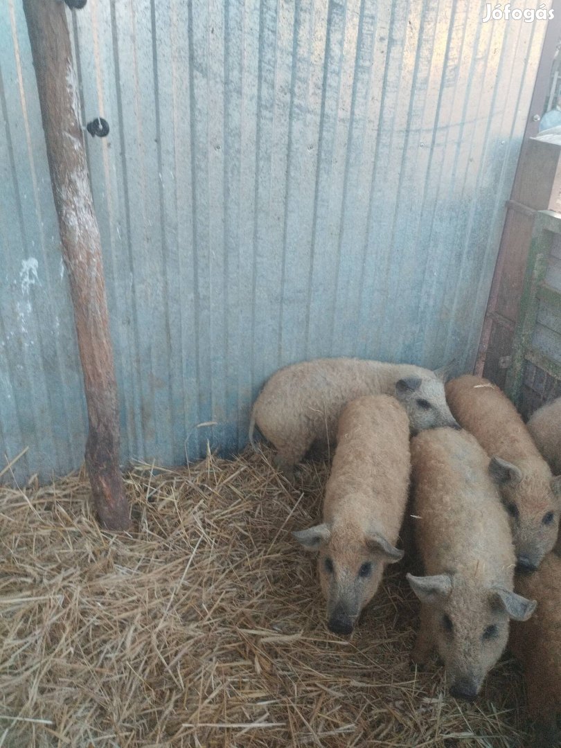 Mangalica Sűldők eladók 