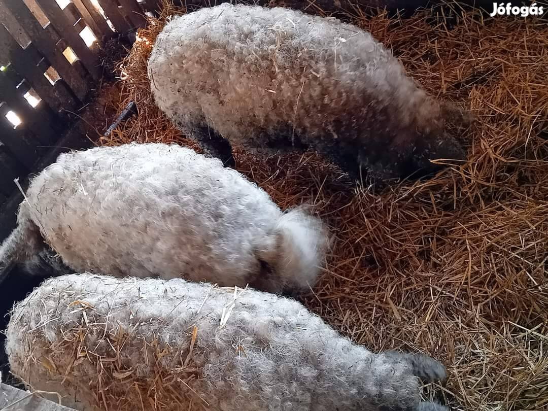 Mangalica Vietnámi Durok