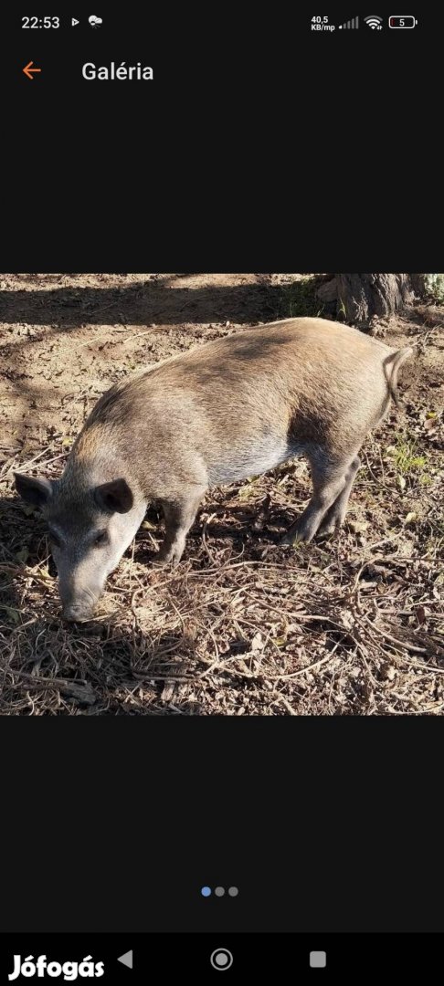 Mangalica Vietnámi kan