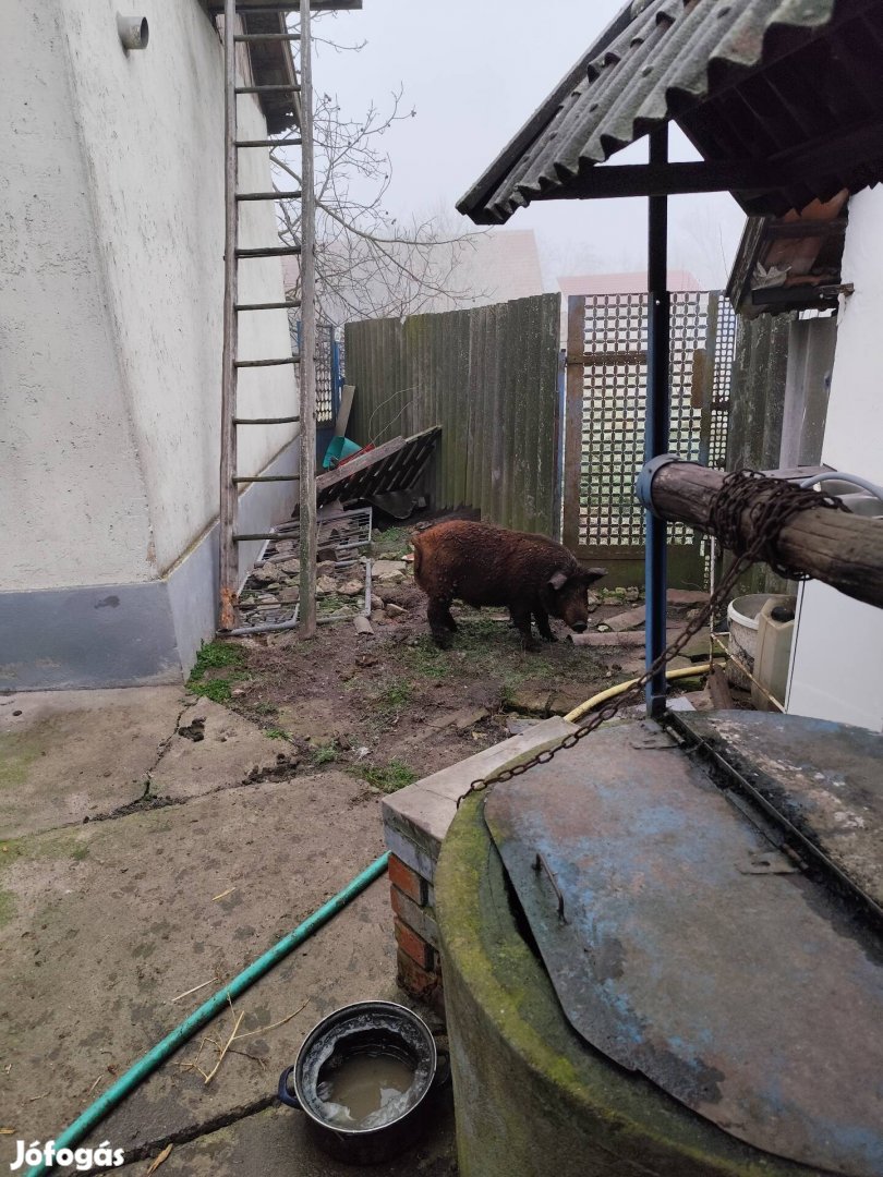 Mangalica X duroc kan süldő 