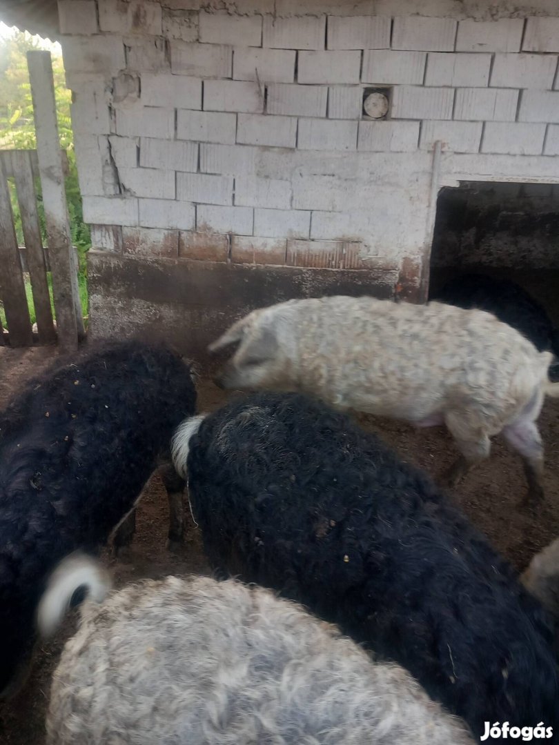 Mangalica  Háztáji hizok 