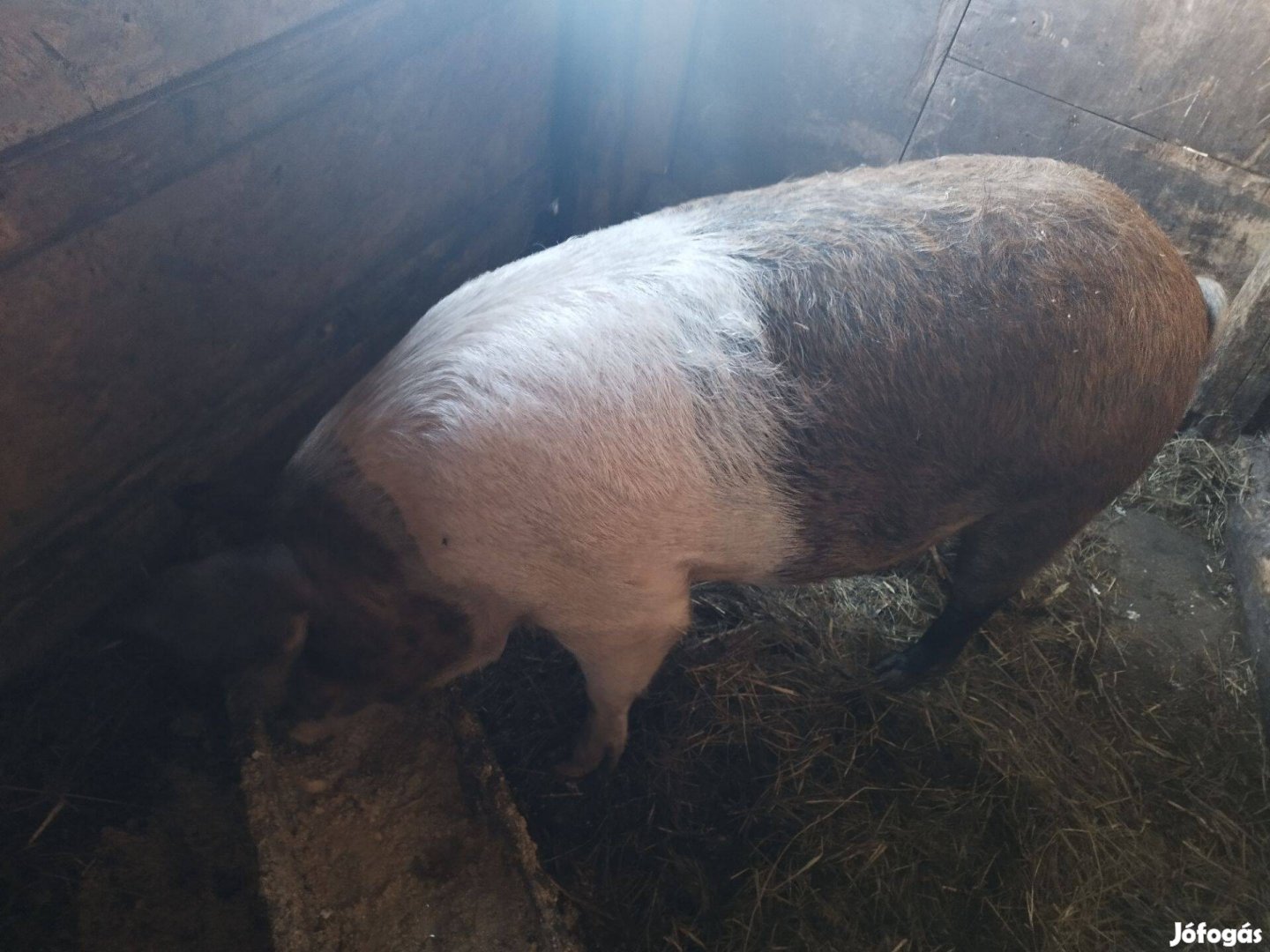 Mangalica, duroc keverék hízó