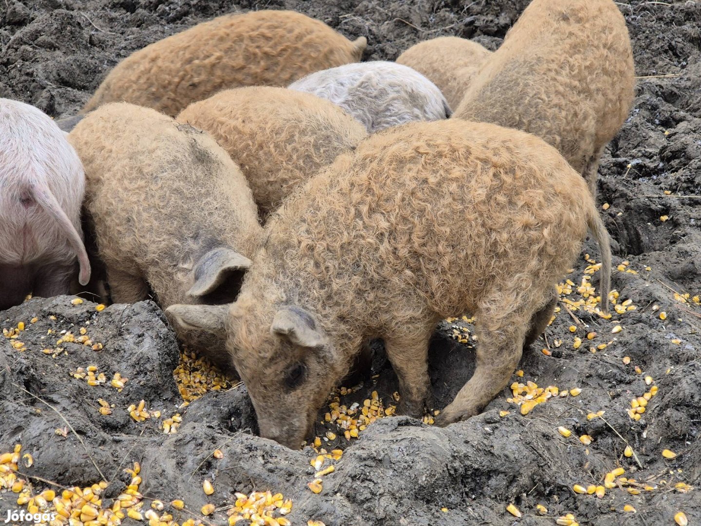 Mangalica  és  lapály/mangalica malacok eladók