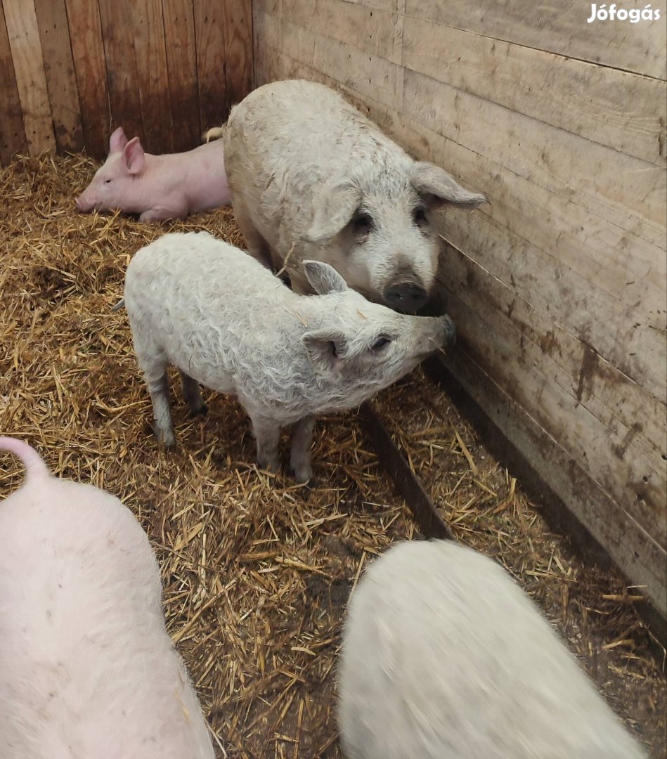 Mangalica  kan süldőt cserelnem